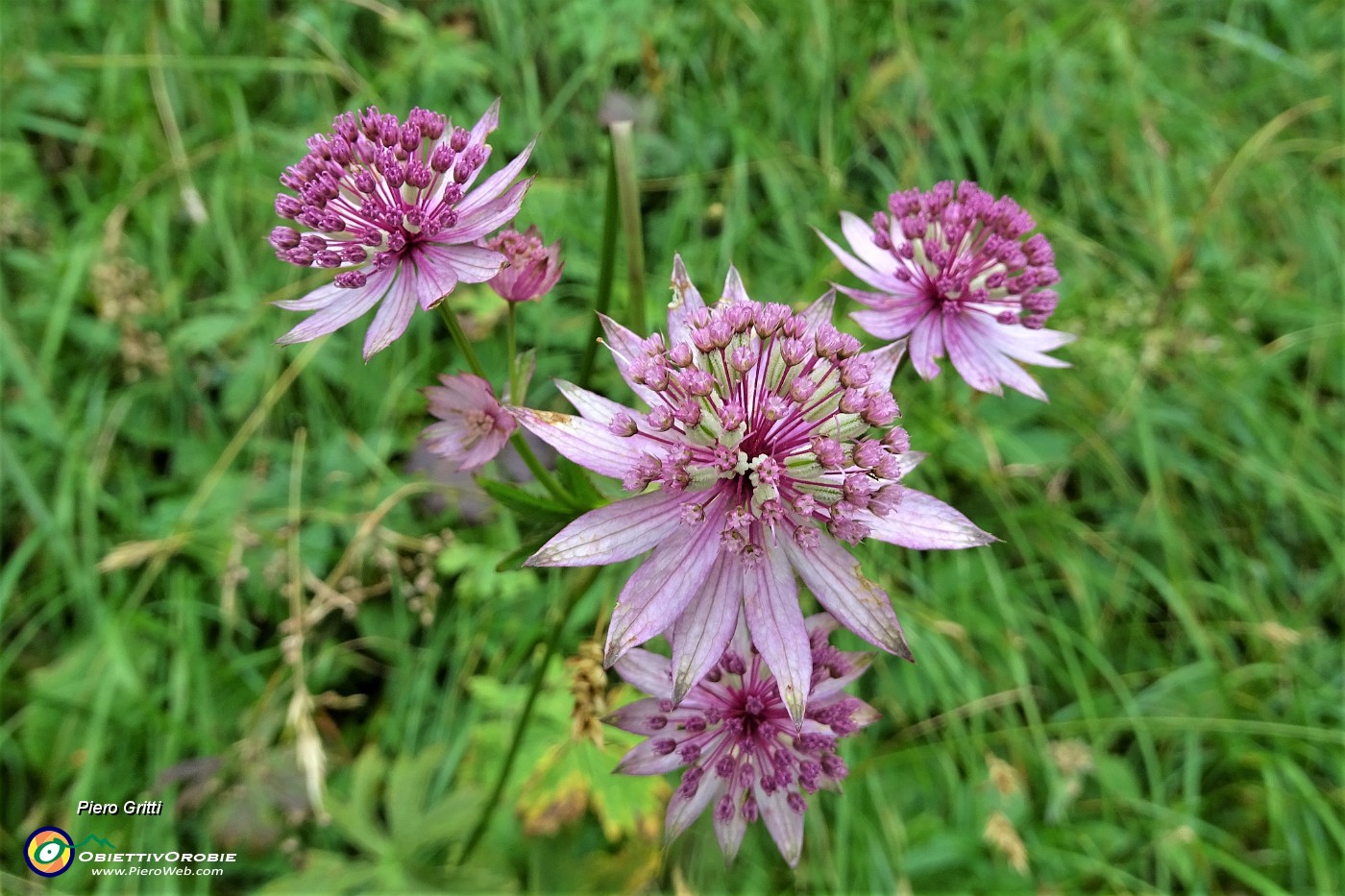 49 Fiori di Astranzia maggiore (Astrantia major).JPG